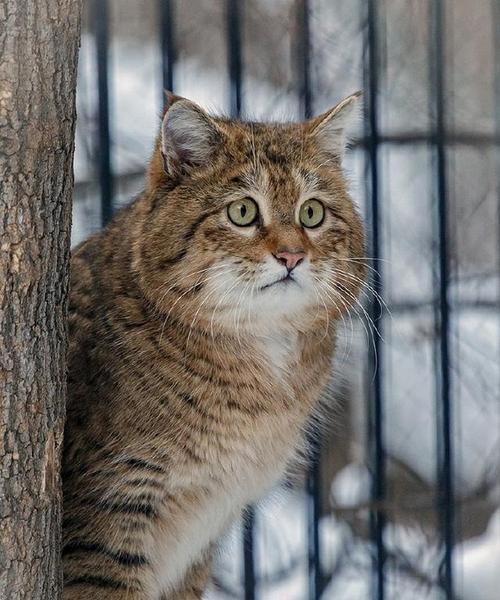 揭秘野性大猫的神秘世界（以虎为主题的野性大猫，秘密在哪里？）