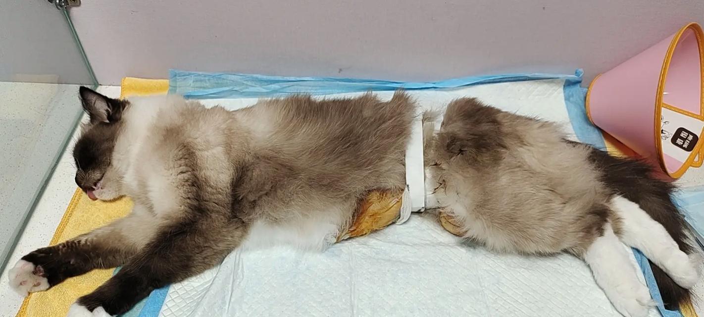 母猫绝育后不吃不喝，怎么办？（细心观察和适当措施是关键）