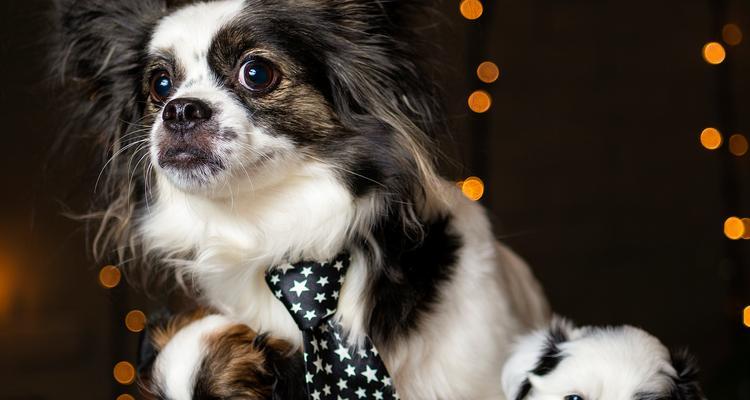 探秘蝴蝶犬（了解蝴蝶犬的特点、性格和养护知识）