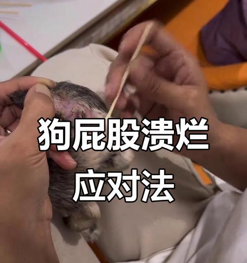 如何让狗狗的屁股保持正常（屁股问题的预防与处理）