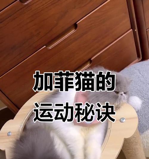 猫咪为何养着养着就跑了（探究猫咪离家的原因及应对方法）
