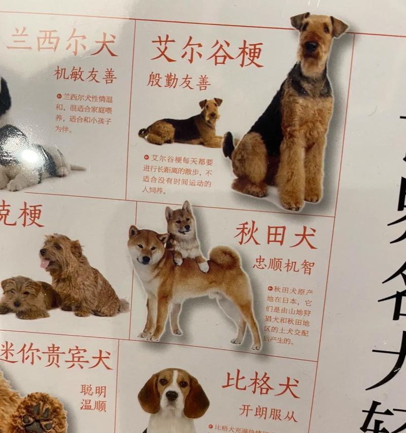 如何判断一只狗是不是柴犬？（通过关键特征和行为来确定柴犬的身份）