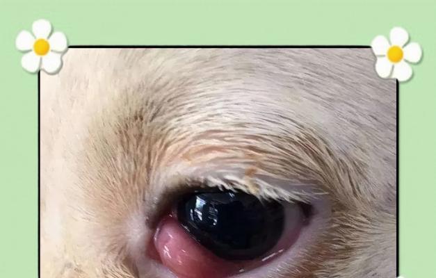狗狗角膜炎（狗狗角膜炎的症状、治疗方法和预防措施）