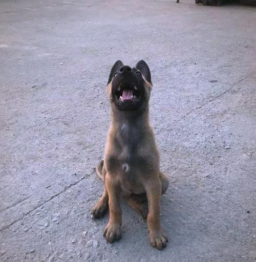 如何提高以马犬的兴奋度（让你的以马犬活力四射的秘密）