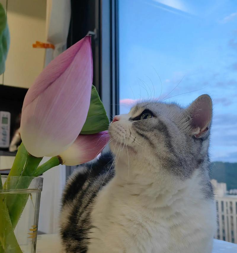 以起司猫母猫为主角的动物配对探索（探索起司猫母猫与其他动物的可爱搭配及故事）