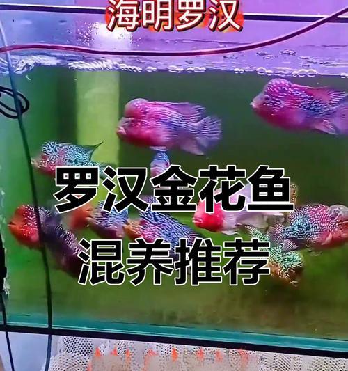 养护罗汉鱼的全面指南（罗汉鱼的养殖技巧、喂食方法和水质要求）