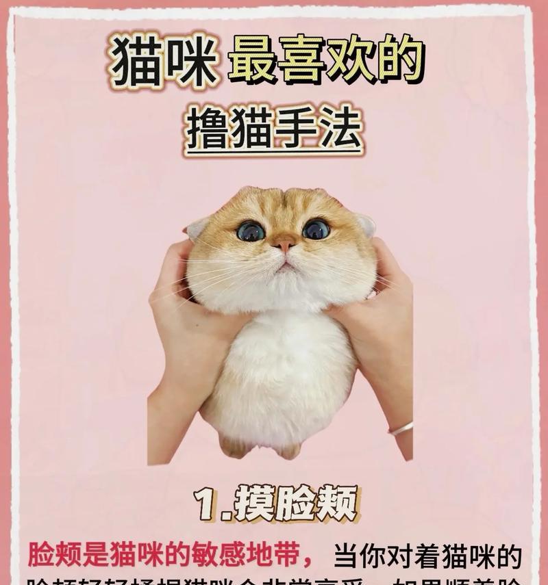 小猫舔主人手，是一种表达爱与信任的行为（小猫舔主人手的深层含义与作用）
