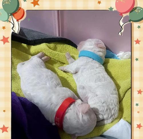 狗的缩宫素治疗及影响（了解狗的缩宫素治疗和注意事项）