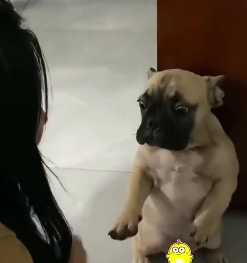 帮助害怕的狗狗摆脱恐惧的方法（为你的狗狗提供安全和安抚的环境）