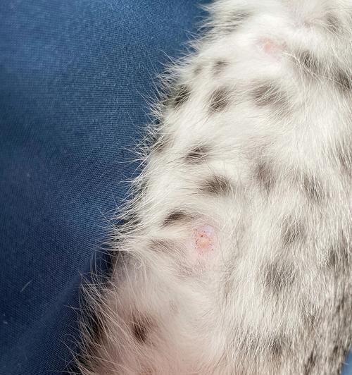 猫乳头结痂——原因、症状与治疗方法