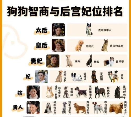 揭秘狗狗的旺财特征（从这些现象看出你家狗狗占了几点？）